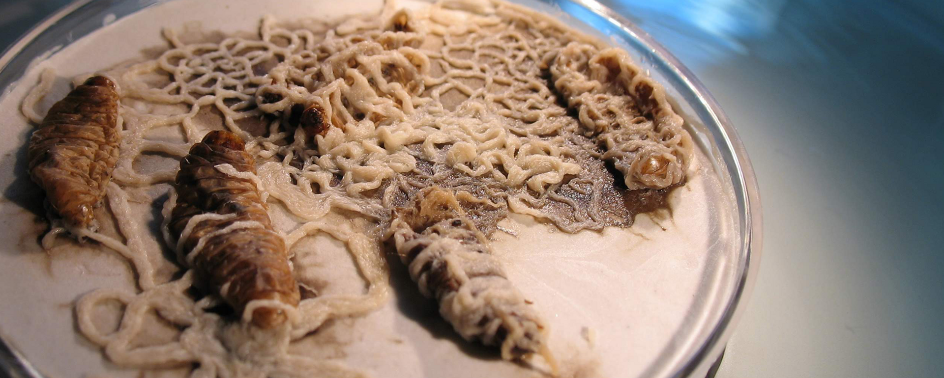 Insect-parasitic nematodes emerging from insect hosts in a laboratory dish as part of UCR research on biological crop protection.