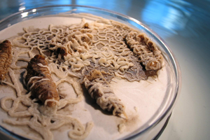 Insect-parasitic nematodes emerging from insect hosts in a laboratory dish as part of UCR research on biological crop protection.