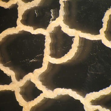 Magnified view of insect-parasitic nematodes clustered together during laboratory research at UC Riverside.