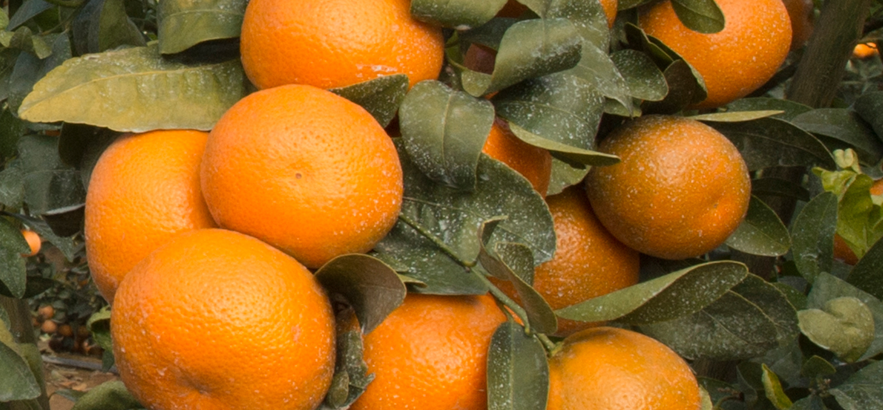 ‘Tango’ Mandarin: UC Riverside Citrus Variety Collection